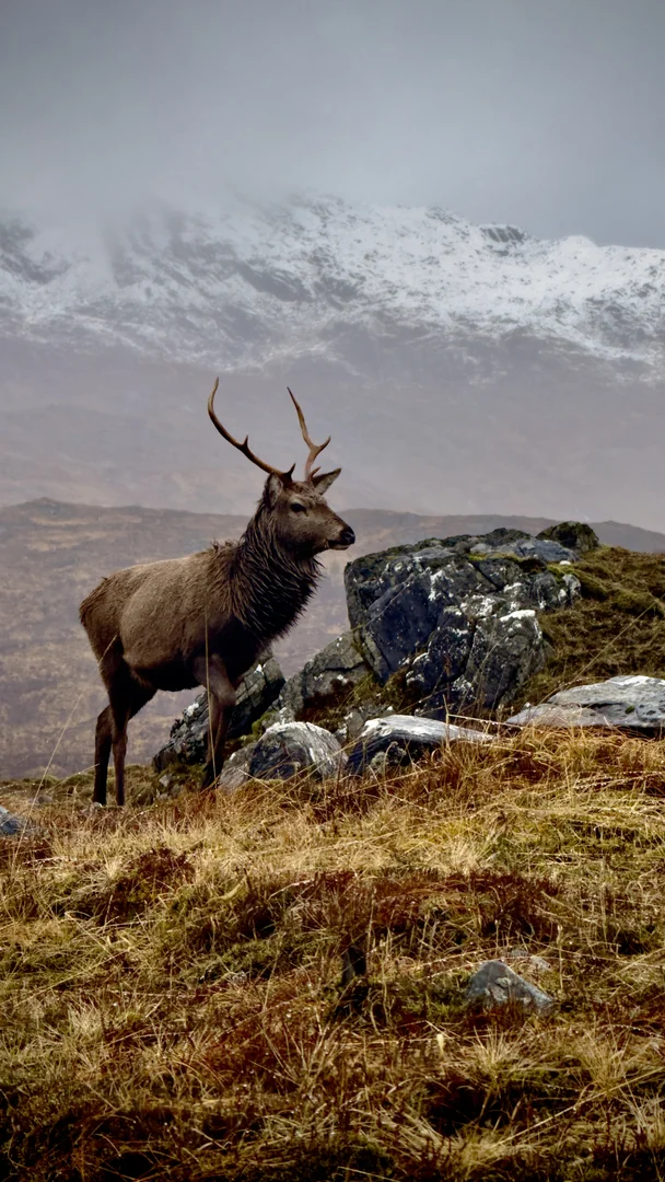 regional Whisky Distillery